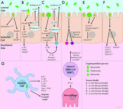 The Mucosal Innate Immune Response to Cryptosporidium parvum, a Global One Health Issue